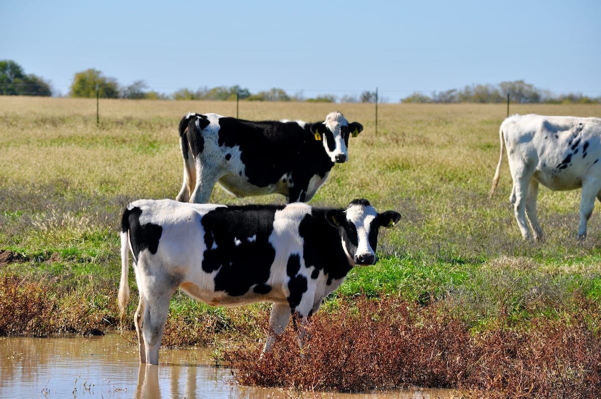 Water quality impacts livestock welfare as well as productivity
