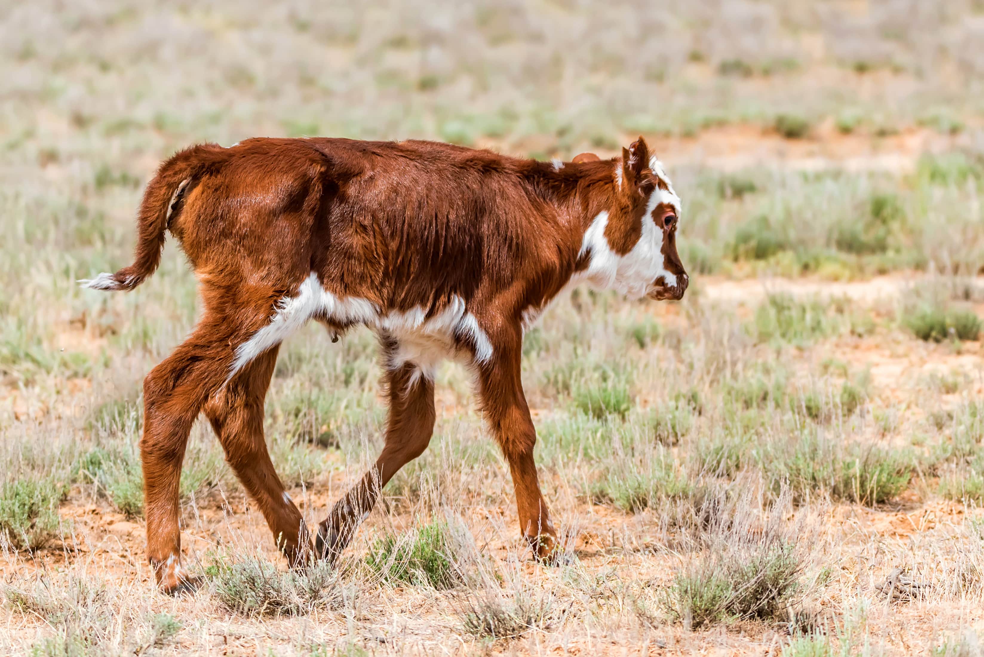 Successful weaning based on calf weight & meal intake will help calves develop into healthy adults.