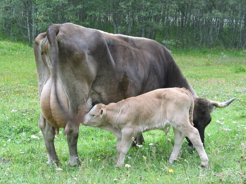 Make the weaning process as stress-free as possible for your calves