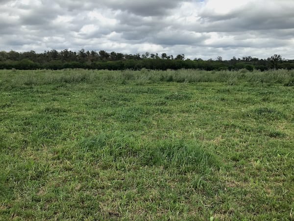 Pasture being suffocated by weeds that are not controlled.