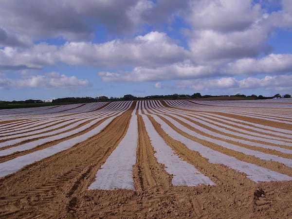 Soil solarisation, as a form of weed control.