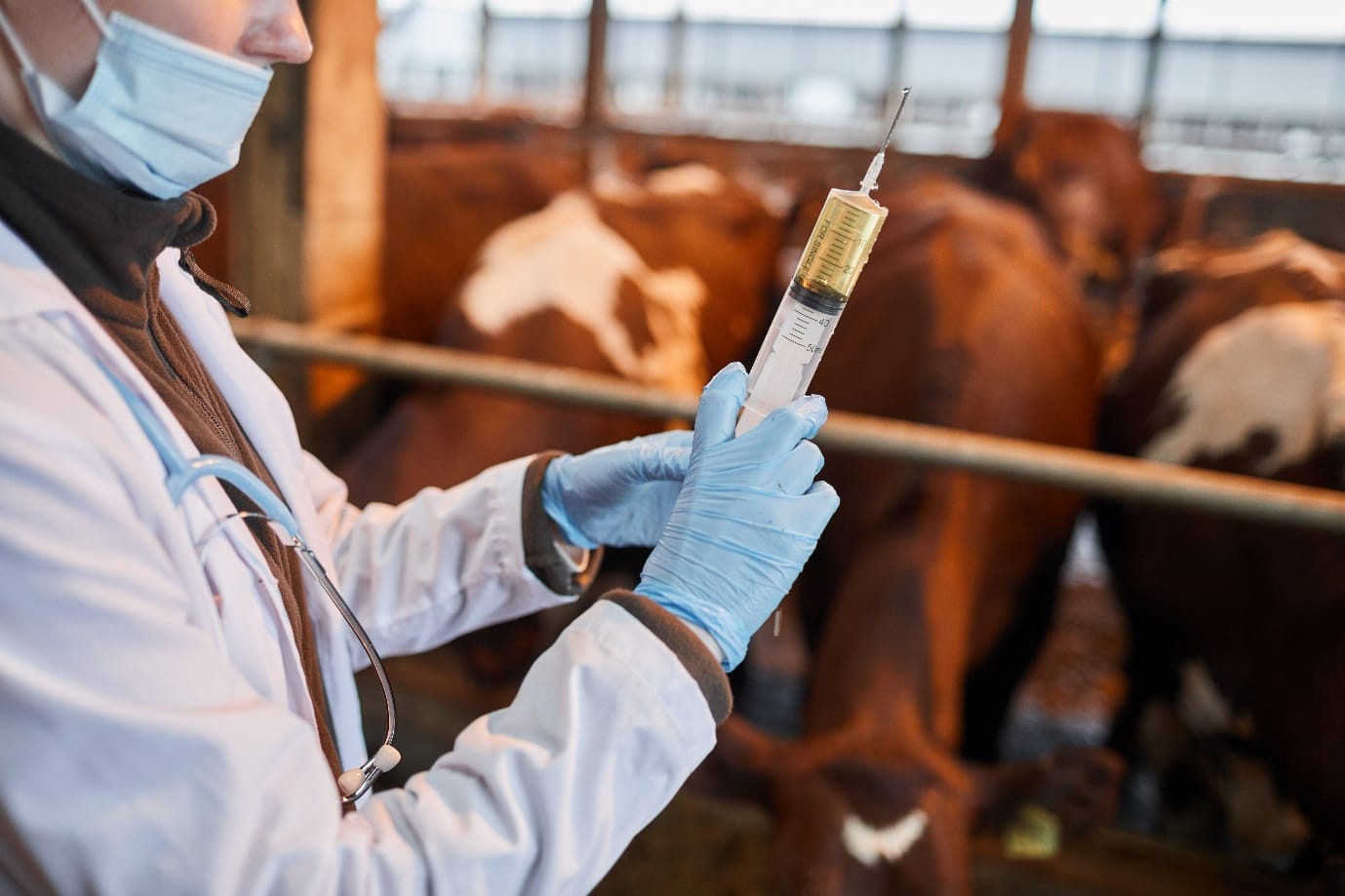 By 2022, the dairy industry is phasing out the practice of using a drug to induce early calf deliveries, as a means to optimise production.