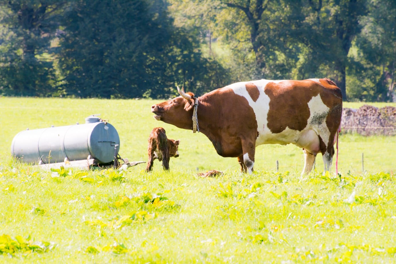 Colostrum has all the antibodies that calves need to fight away infections. Calves need all the colostrum they can get in the first couple of days.