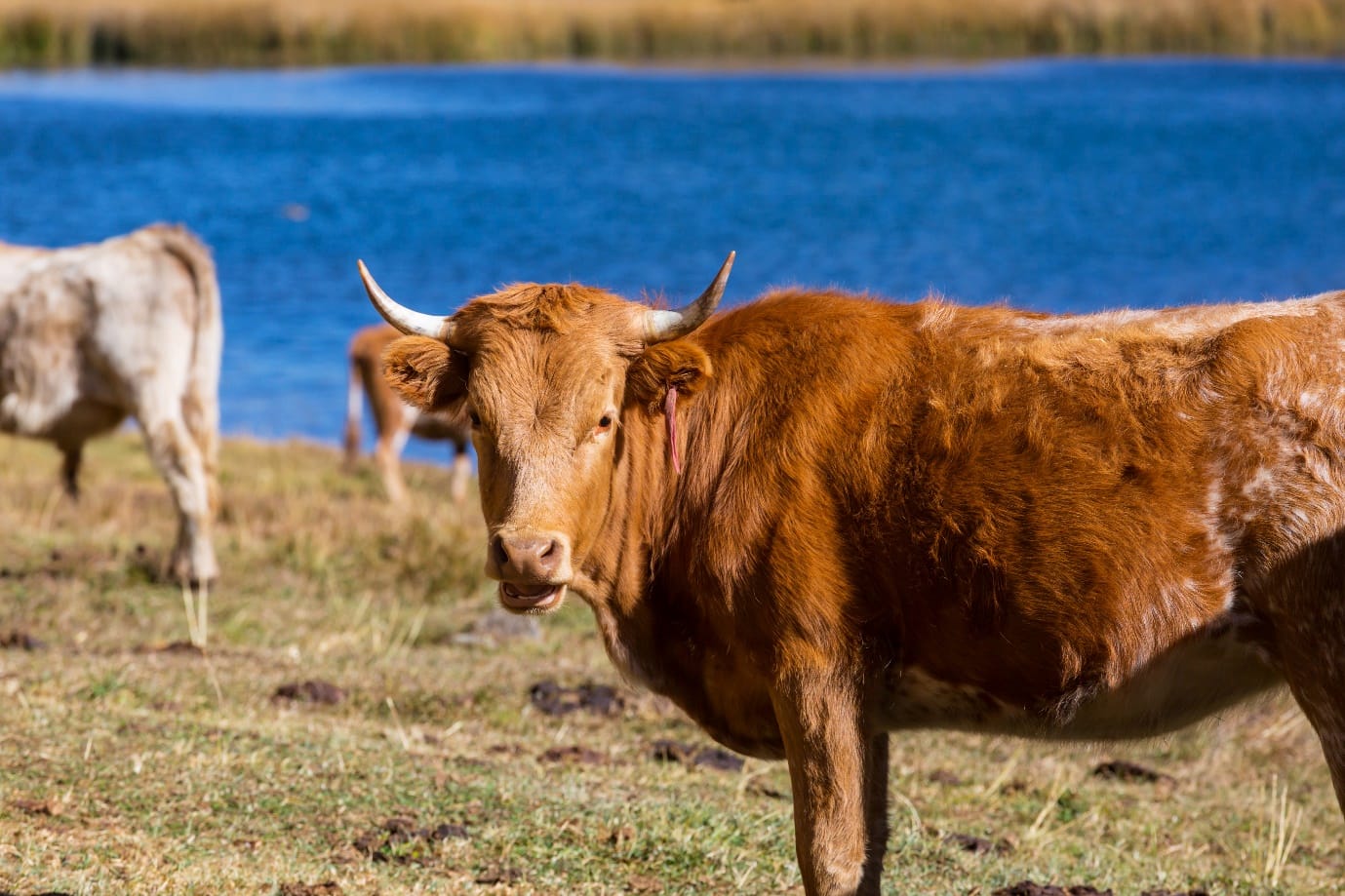 Horns on dairy cows can be dangerous to both humans and other animals.