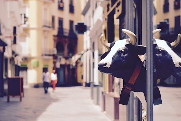Dairy cow in the city.