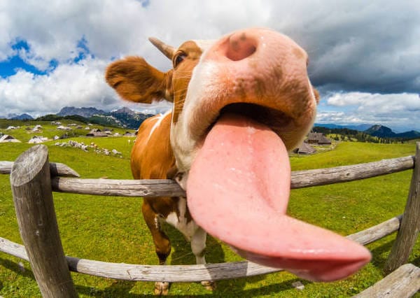 A massive cow lick that puts a smile on any dairy farmers dial.