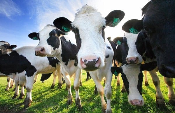 Friendly dairy cows that can make you a ton of money.