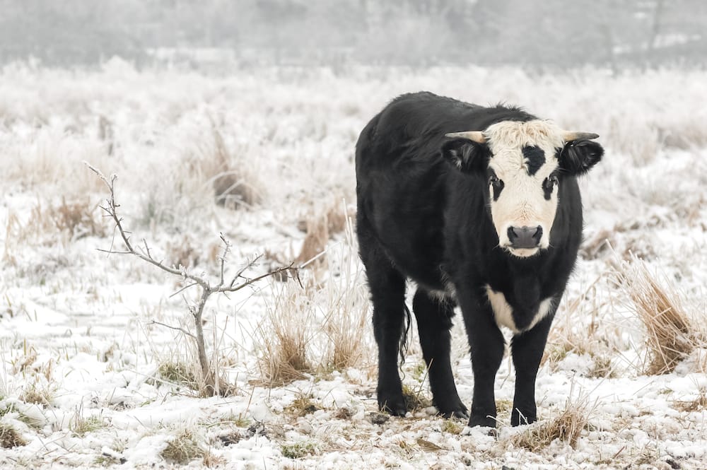 Grazing livestock in the depths of winter when it is snowing is very doable with good management