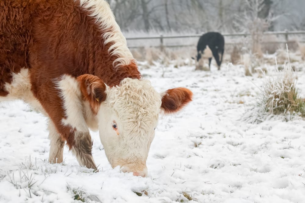 Cows grazing in winter