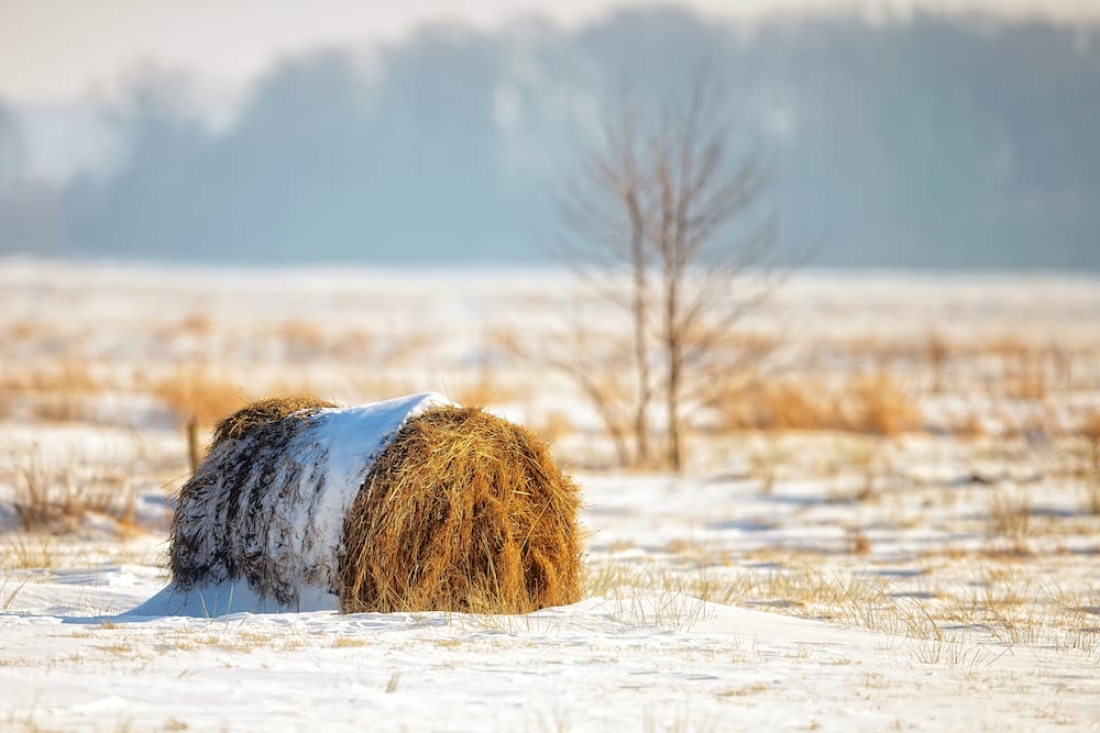 Feeding fodder during extreme cold events is required