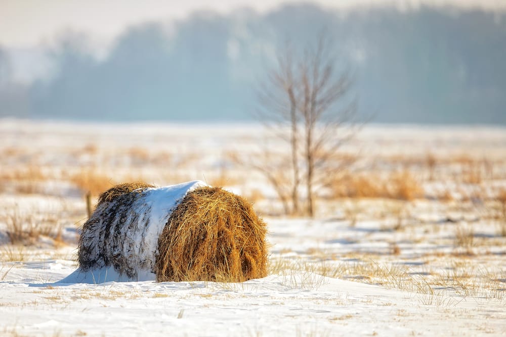 Prepare for the worst with surplus fodder such as hay on hand.