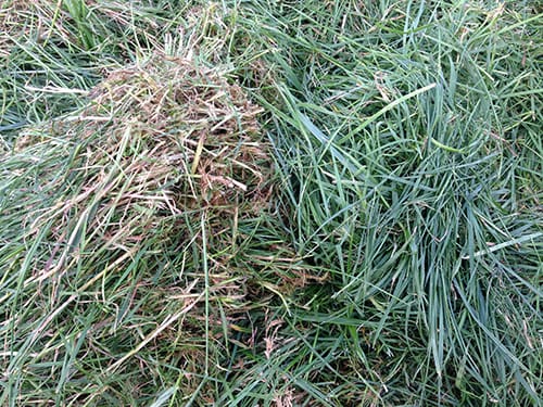 Photo showing a selection of topped pre-graze grass