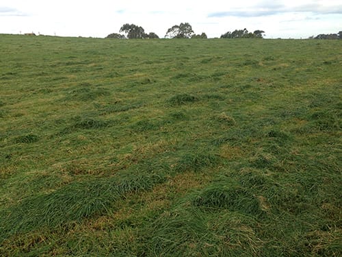 Photo of a paddock of grass topped pre-grazing