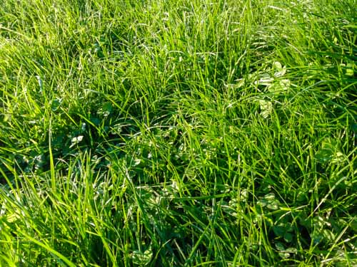 Pasture sward of ryegrass and clover mix