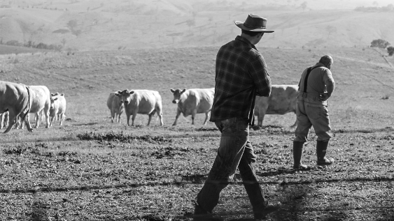 Dairy Australia works with farmers to help them improve profitability