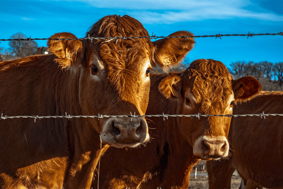 Farm biosecurity includes all animals such as livestock and pets