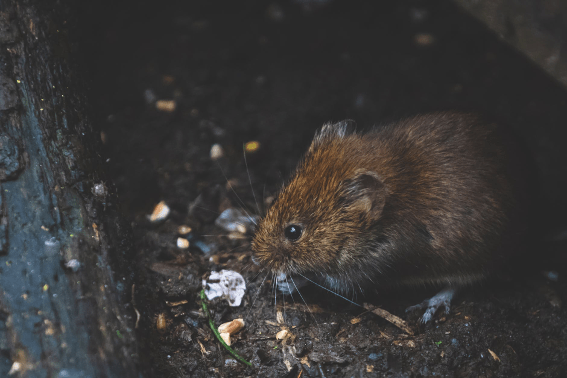 Rodents are a serious issue with farm biosecurity