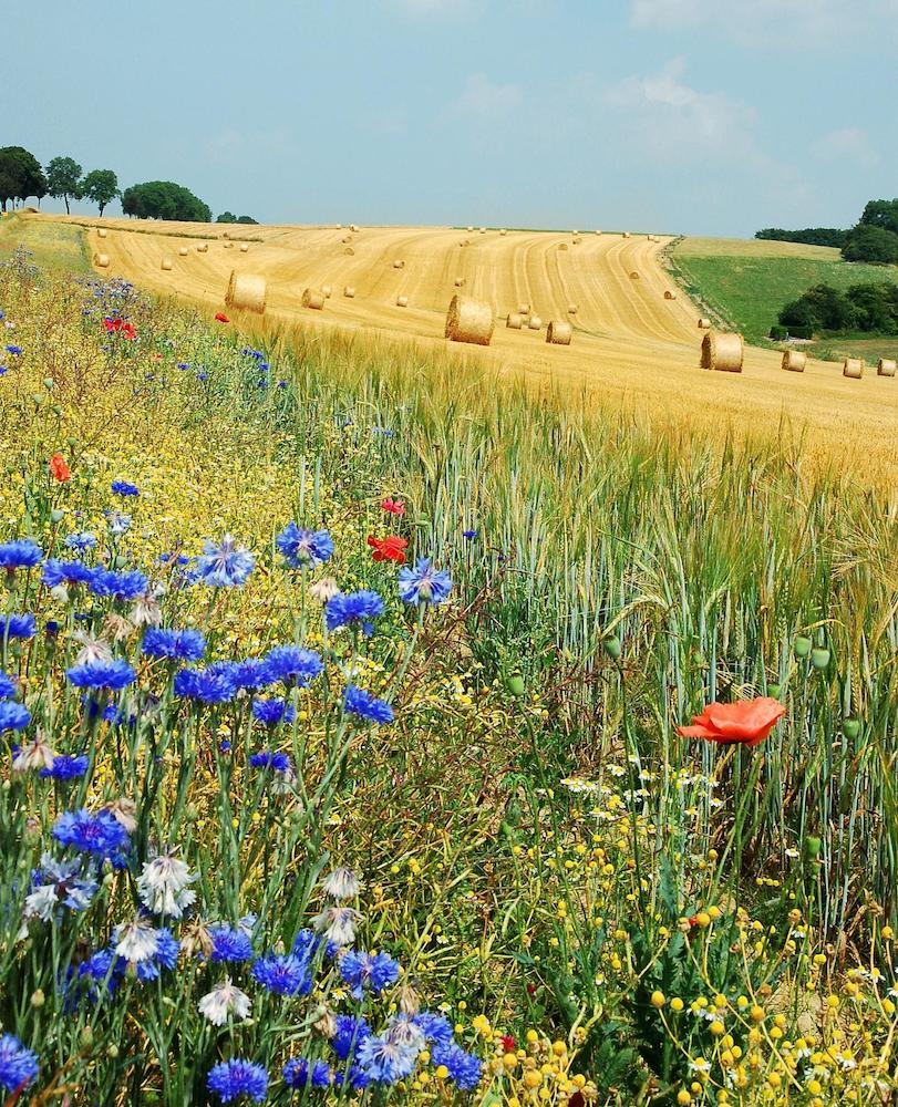 Summer field in western Europe showing signs of biodiversity and a riot of colours