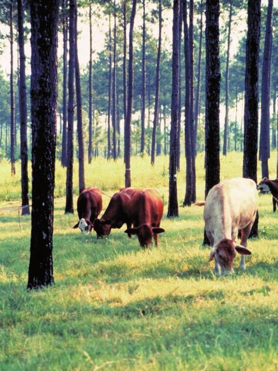 Silvopasture integrates livestock, forage, and trees