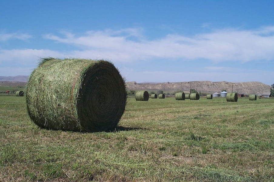 Round bales of lucerne harvested for hay. Legumes such as lucerne and cowpea do very well in summer