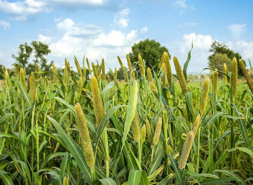 Millet crops laden with seed have excellent energy values and grow well in summer