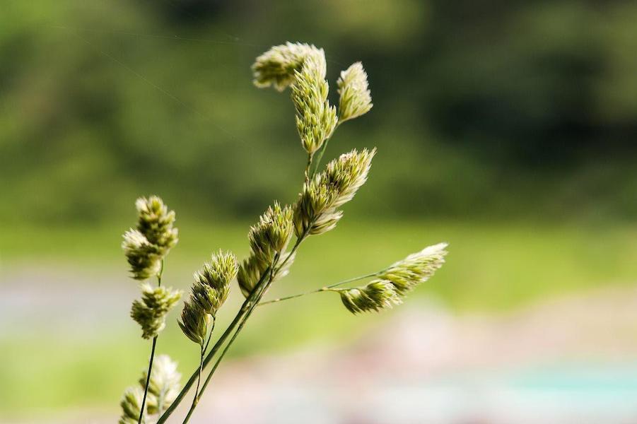 Orchardgrass, a cool-season perennial that’s most productive in spring
