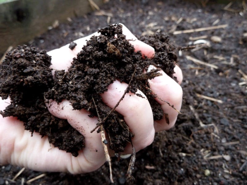 Soil rich in organic matter and organic carbon acts like a big giant sponge that soaks up nutrients and moisture