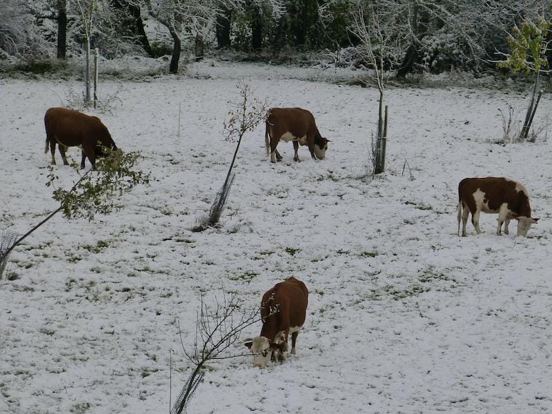 With reasonable grazing management measures, you can graze cows even in winter