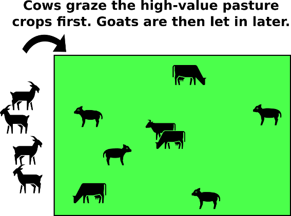 Depending on your system, you may be able to benefit from a multi-species grazing system.