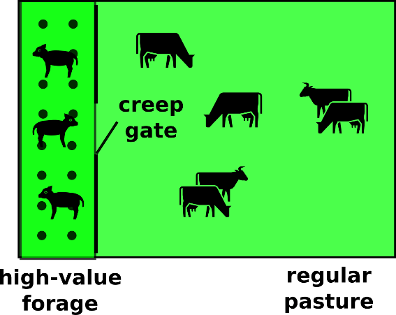 The creep grazing system can also be implemented along with any other rotational grazing system.