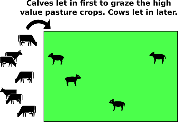 Do your animals get preferential grazing to meet their nutritional requirements?