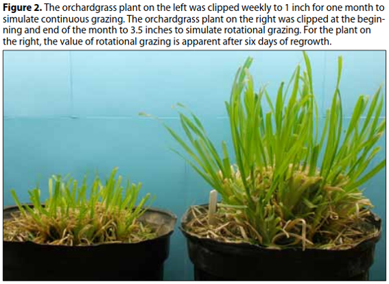 Grass growth based on grazing systems