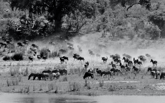 Continuous grazing systems can be seen with zebras on grasslands.