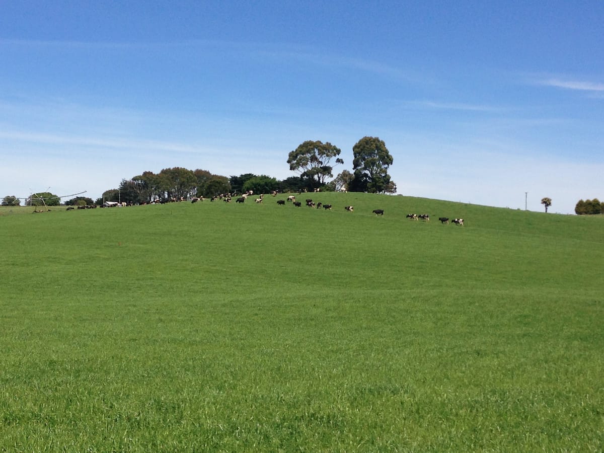 Cows that are in a rotational grazing system.