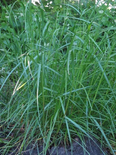 Tufts of perennial ryegrass growing in a pasture.