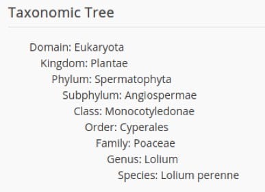 Ryegrass taxonomic tree.