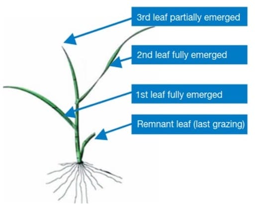 Ryegrass tiller lead stage.