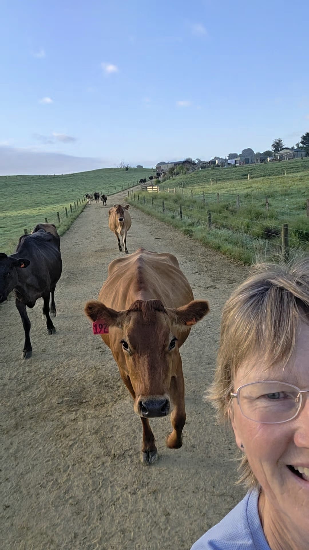 Amanda walking her cows along the lane