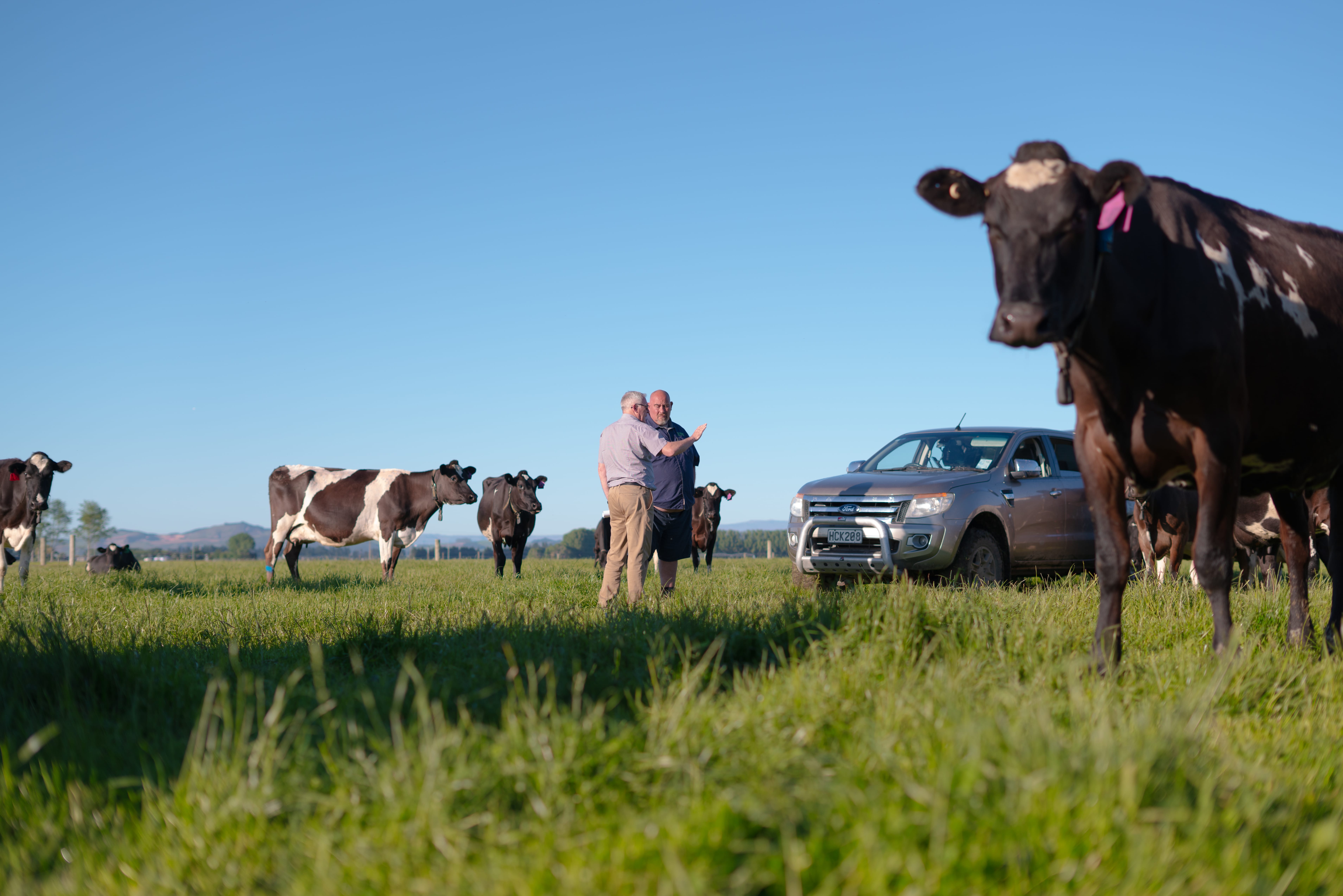 John Thornley and Damian in paddock with cows