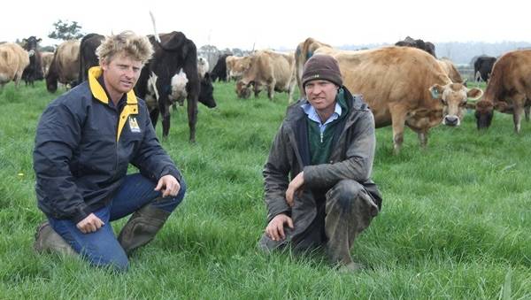 Robert Rigney (left) with his brother George amongst one of their dairy herds
