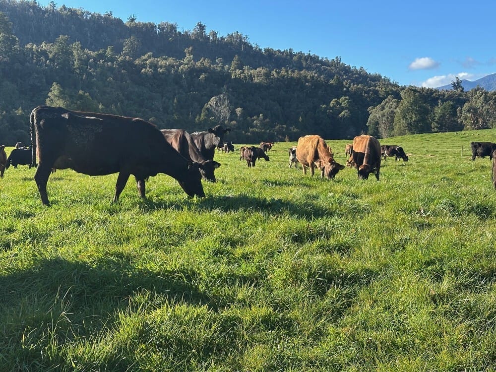 Dairy cows grazing on the Yates family farm in Karamea, New Zealand