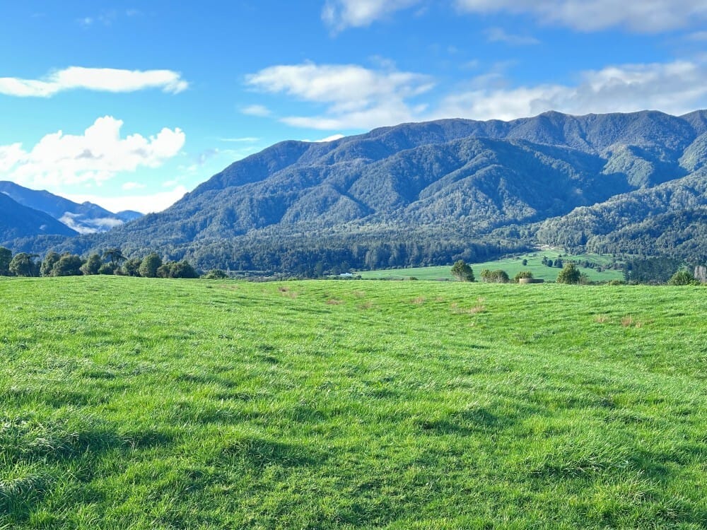 Pasture on the Yates family dairy farm in Karamea, New Zealand
