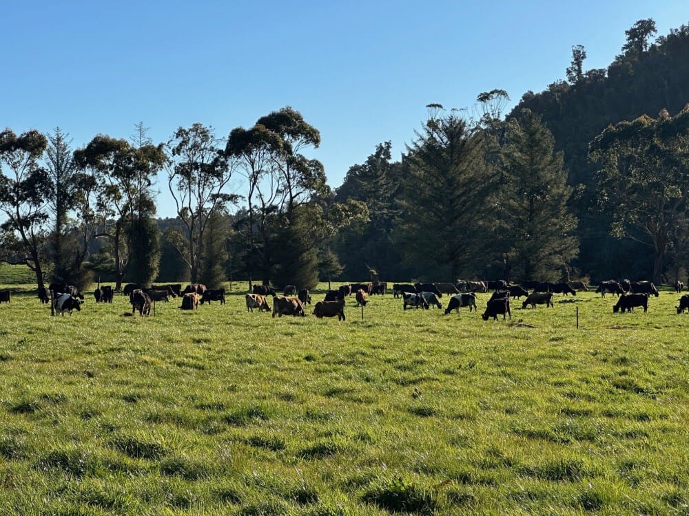 The milking herd spread across pasture on the Yates family farm in Karamea