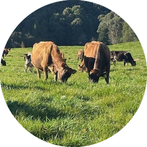 Cows grazing on the Yates family dairy farm in Karamea, New Zealand